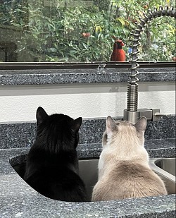 Miko and Flash planning
