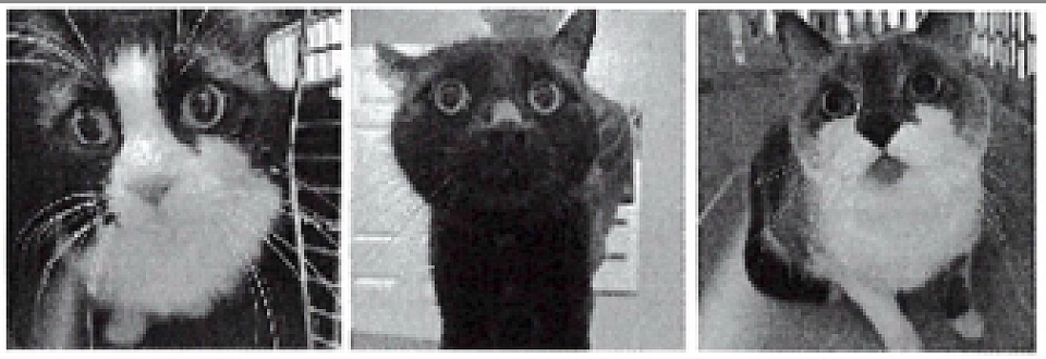 mug shots of 3 cat burglars caught grabbing a bracelet Nancy was working on, no charges were filed